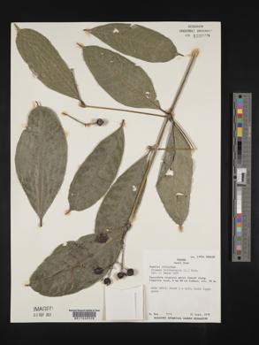 Faramea occidentalis image