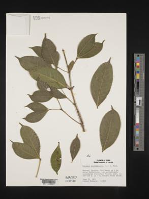 Faramea occidentalis image