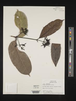 Faramea torquata image