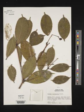 Faramea torquata image
