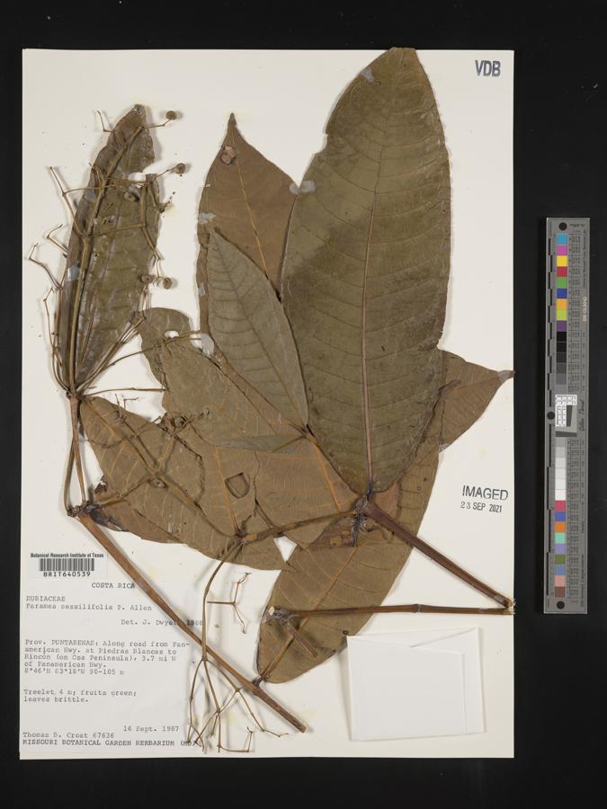 Faramea sessiliflora image
