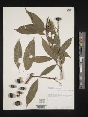 Faramea uniflora image