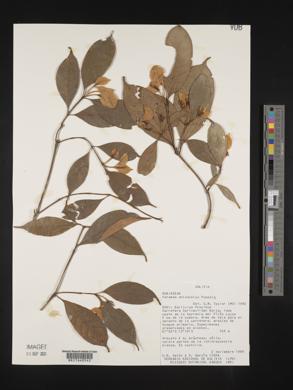Faramea anisocalyx image