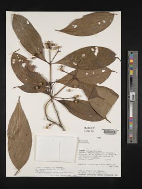 Faramea anisocalyx image