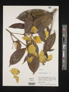 Faramea anisocalyx image