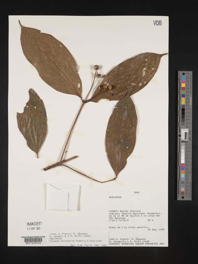 Faramea anisocalyx image