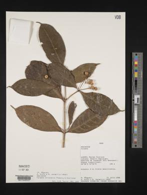 Faramea anisocalyx image