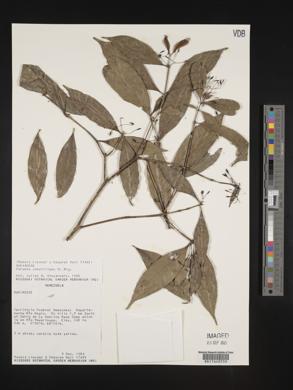 Faramea capillipes image
