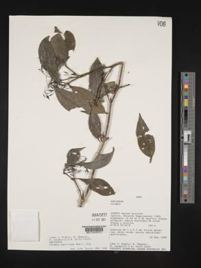 Faramea capillipes image