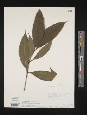 Faramea capillipes image