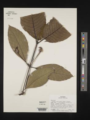 Faramea papirifolia image
