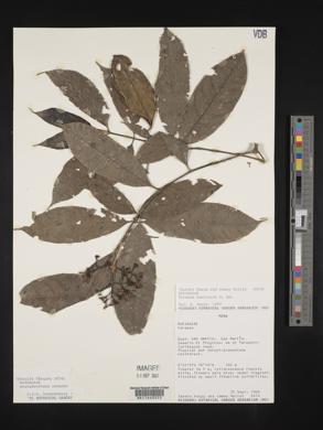 Faramea eurycarpa image