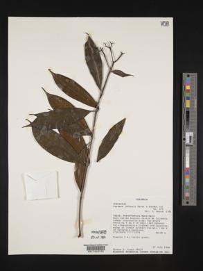 Faramea calophylla image
