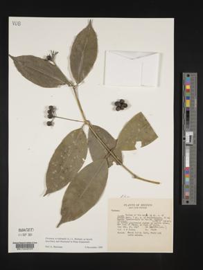 Faramea occidentalis image