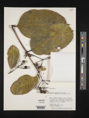 Faramea torquata image