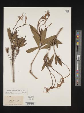 Exostema longiflorum image