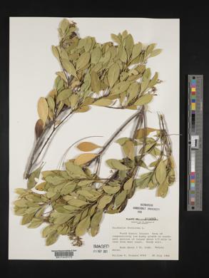 Erithalis fruticosa image