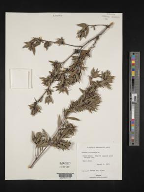 Ernodea littoralis image