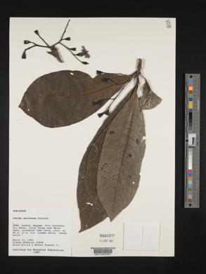 Genipa spruceana image