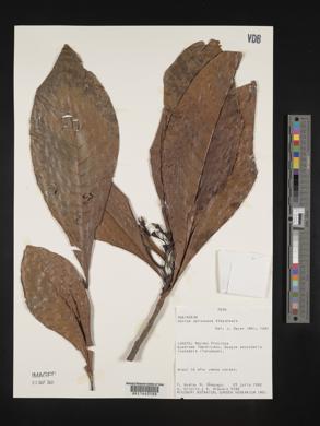 Genipa spruceana image