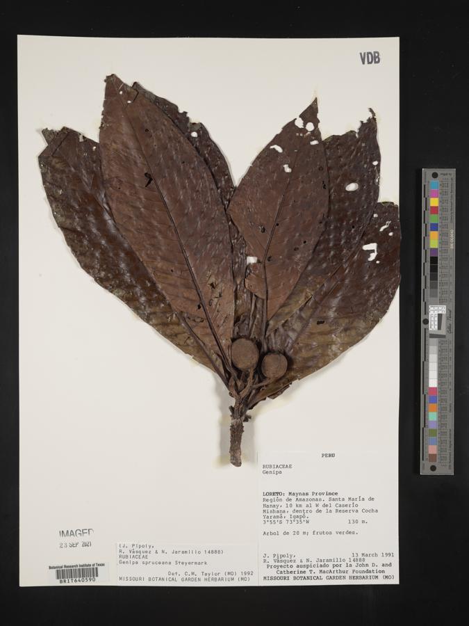 Genipa spruceana image