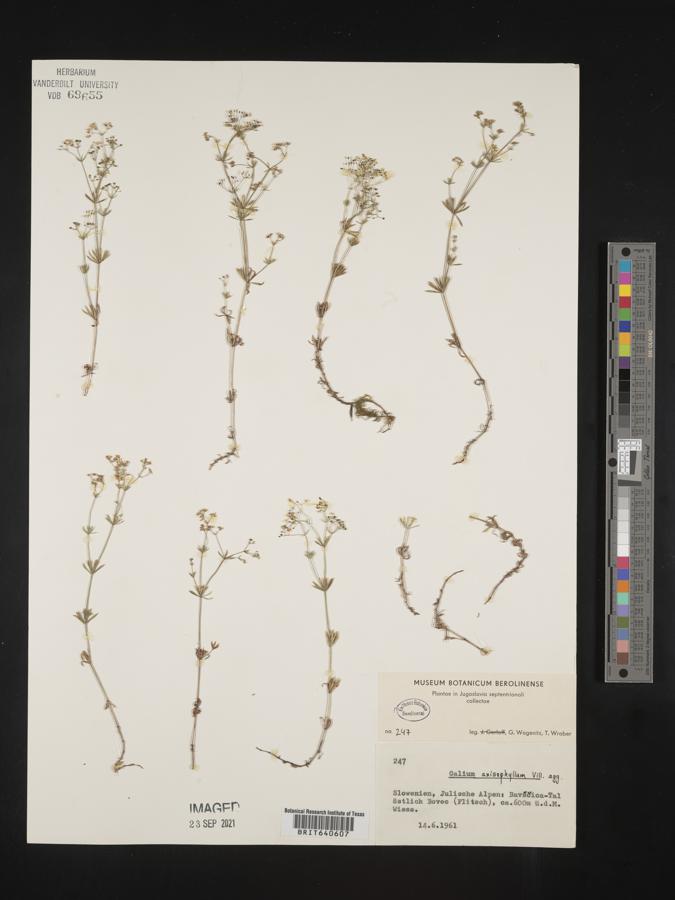 Galium commune var. genuinum image