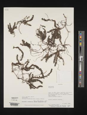 Galium corymbosum image