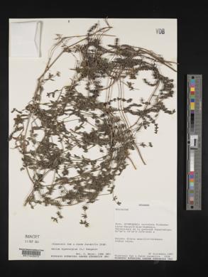 Galium hypocarpium image