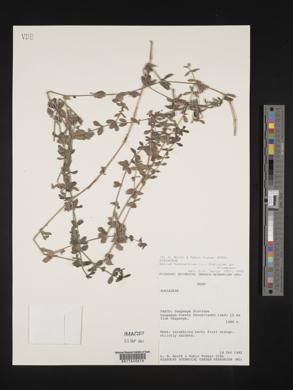 Galium hypocarpium image