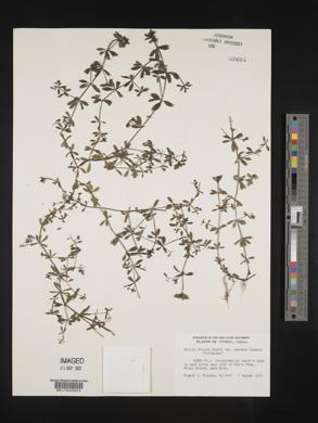 Galium obtusum image