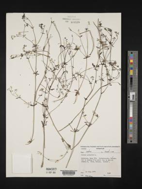 Galium palustre image