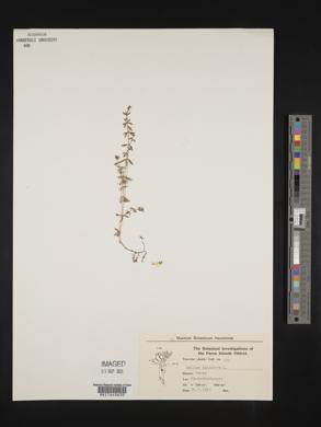 Galium palustre image