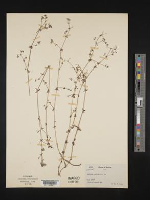 Galium palustre image