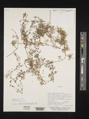 Galium plumosum image