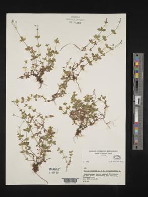 Galium scabrum image