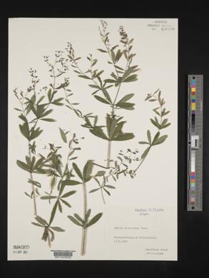 Galium schultesii image