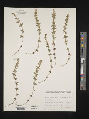 Galium cryptanthum image