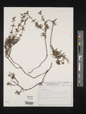 Media resource of Galianthe gertii