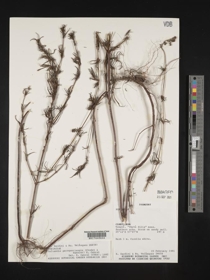 Galianthe laxa subsp. paraguariensis image