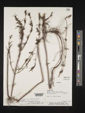 Galianthe laxa image