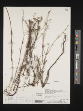 Media resource of Galianthe krausei