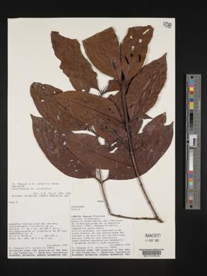 Ferdinandusa chlorantha image
