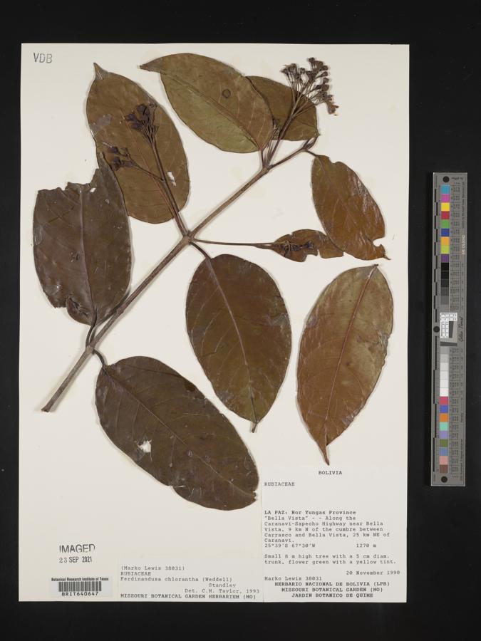 Ferdinandusa chlorantha image