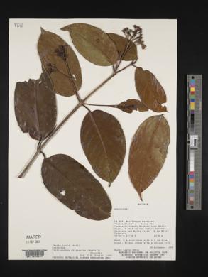 Ferdinandusa chlorantha image