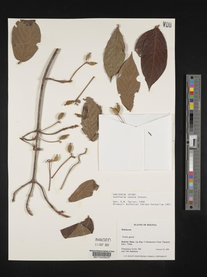 Guettarda comata image