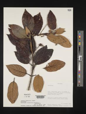 Media resource of Guettarda crassifolia