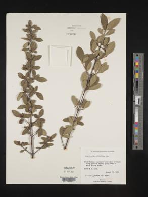 Guettarda elliptica image