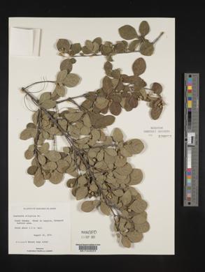 Guettarda elliptica image