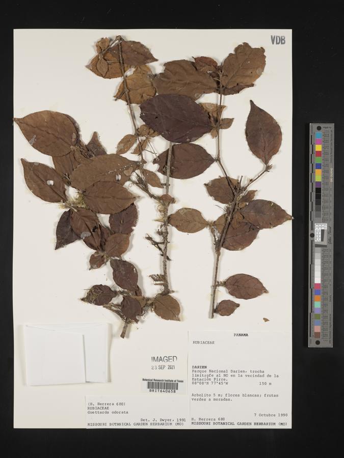 Guettarda odorata image