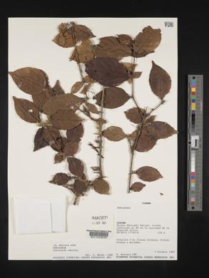 Guettarda odorata image